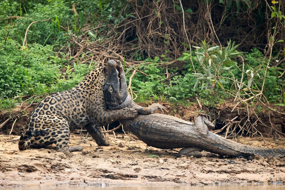  Real jaguars are know bad-asses, who else hunt crocodiles in their own turf? 