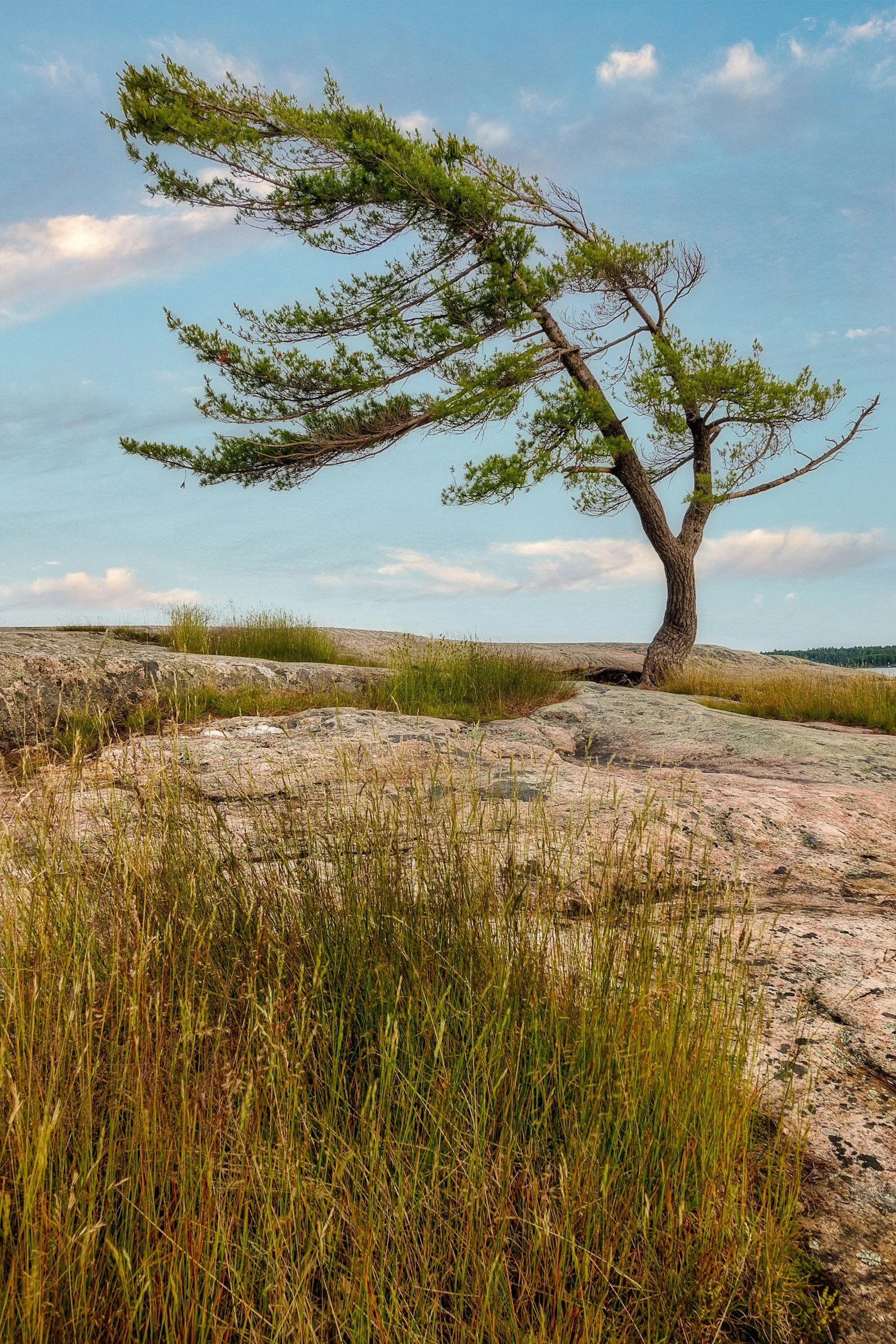  A tree tends to bend in the wind. That is what anti-fragile is. The more anti-fragile, the stronger the wind you can resist. 